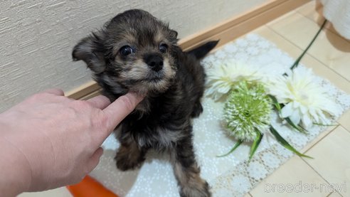 成約済の広島県のチワプー:チワワ×トイプードル-345220の16枚目