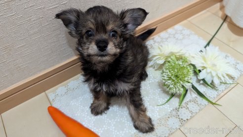 成約済の広島県のチワプー:チワワ×トイプードル-345220の15枚目