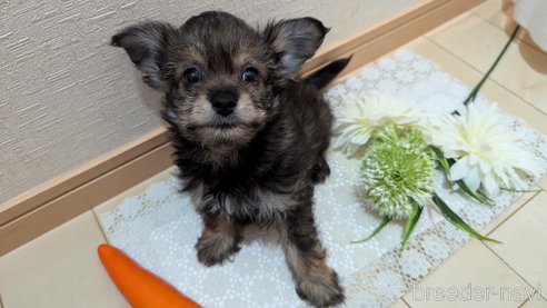 成約済の広島県のチワプー:チワワ×トイプードル-345220の14枚目