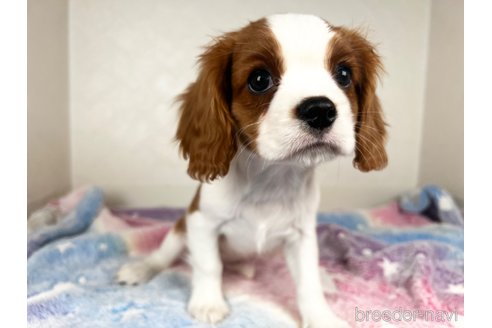 成約済の福岡県のキャバリアキングチャールズスパニエル-353646の6枚目