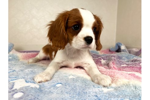 成約済の福岡県のキャバリアキングチャールズスパニエル-353646の7枚目