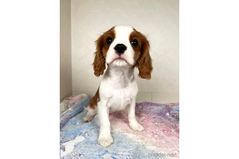 成約済の福岡県のキャバリアキングチャールズスパニエル-353646の8枚目