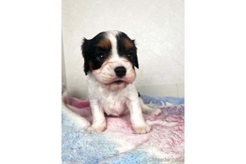 成約済の福岡県のキャバリアキングチャールズスパニエル-353649の2枚目
