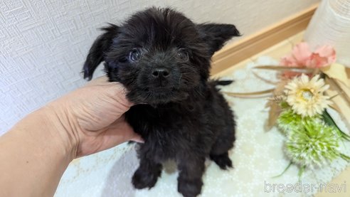 成約済の広島県のチワプー:チワワ×トイプードル-341212の36枚目
