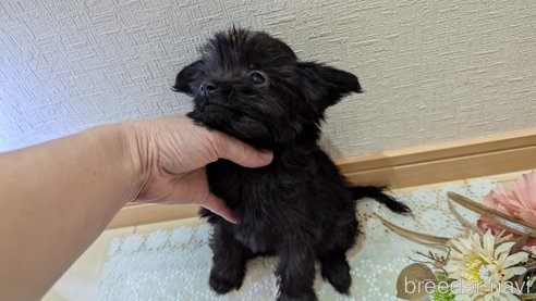 成約済の広島県のチワプー:チワワ×トイプードル-341212の31枚目