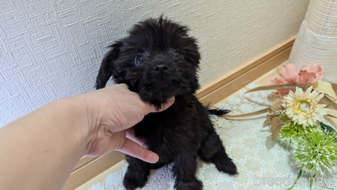 成約済の広島県のチワプー:チワワ×トイプードル-341212の32枚目