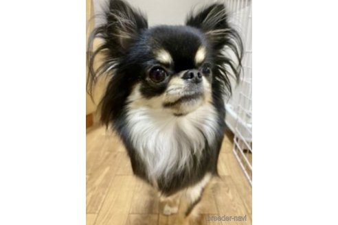 愛ちゃんちゃん1枚目