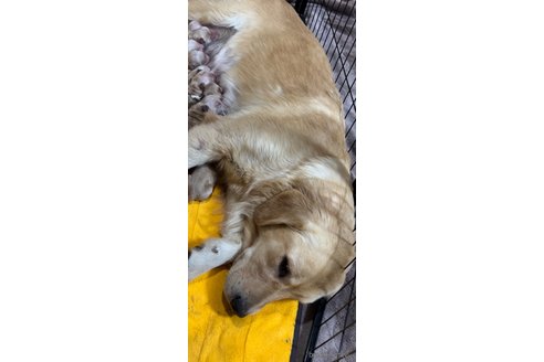 うらんちゃん1枚目