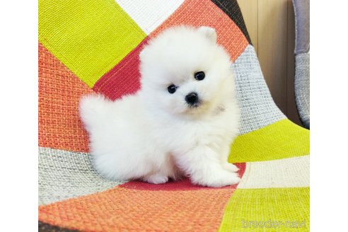 成約済の和歌山県のポメラニアン-350923の3枚目