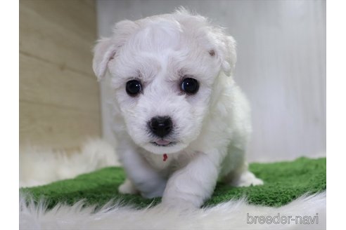 成約済の愛知県のビションフリーゼ-352886の11枚目