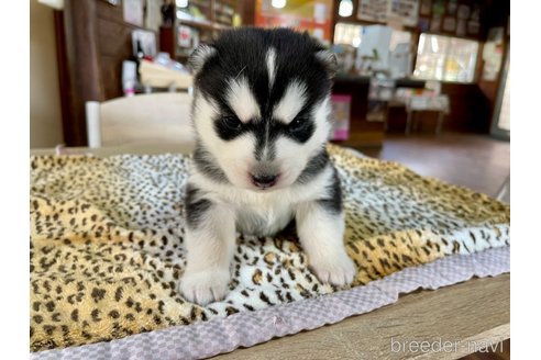 成約済の長野県のシベリアンハスキー-353697の4枚目