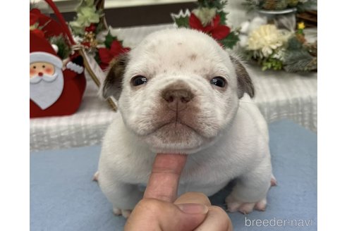 成約済の茨城県のエキゾチックブリー-347715の3枚目