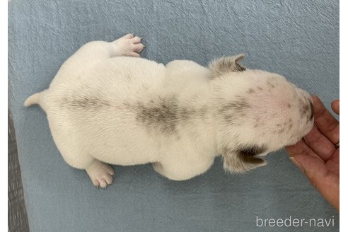 成約済の茨城県のエキゾチックブリー-347715の4枚目