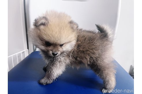 成約済の東京都のポメラニアン-352053の4枚目