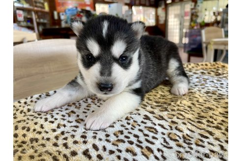 成約済の長野県のシベリアンハスキー-353702の10枚目