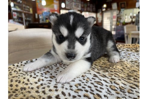 成約済の長野県のシベリアンハスキー-353702の11枚目