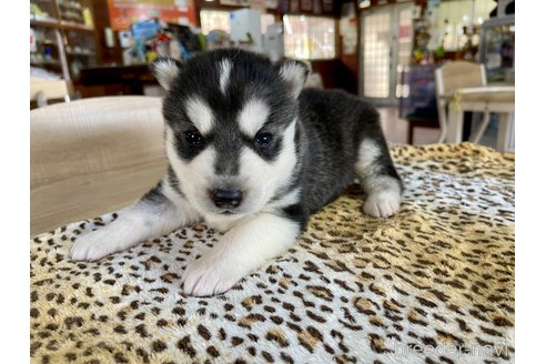 成約済の長野県のシベリアンハスキー-353702の12枚目