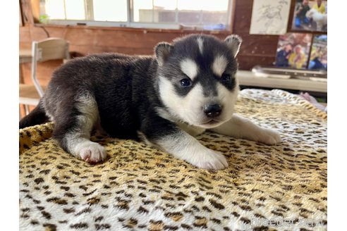 成約済の長野県のシベリアンハスキー-353702の2枚目