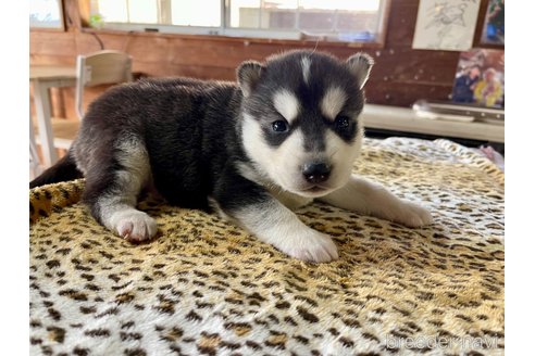 成約済の長野県のシベリアンハスキー-353702の3枚目