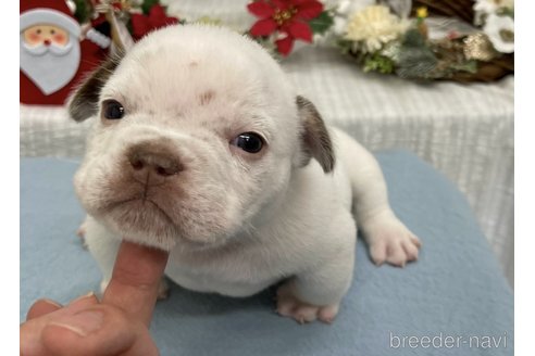 成約済の茨城県のエキゾチックブリー-347715の2枚目