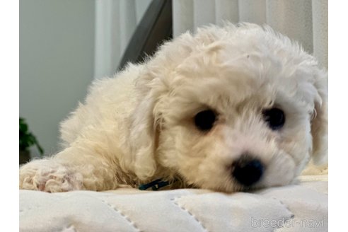 成約済の滋賀県のビションフリーゼ-348114の3枚目