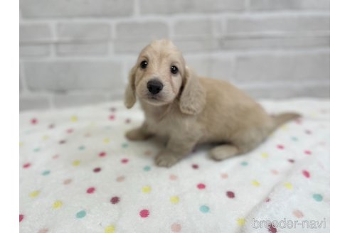 成約済の愛知県のミニチュアダックスフンド(ロングヘアード)-353746の13枚目