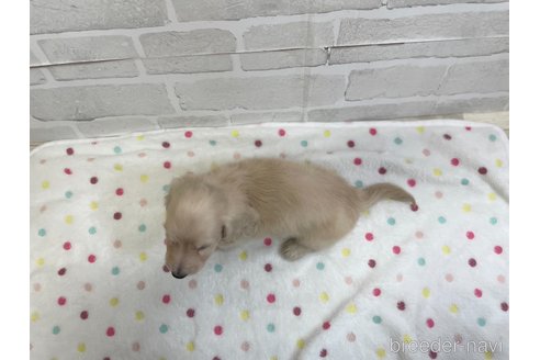 成約済の愛知県のミニチュアダックスフンド(ロングヘアード)-353746の9枚目