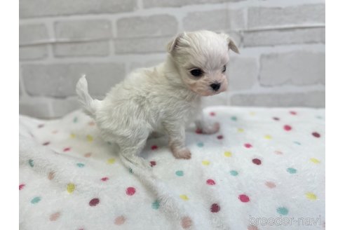 成約済の愛知県のマルチーズ-353748の11枚目