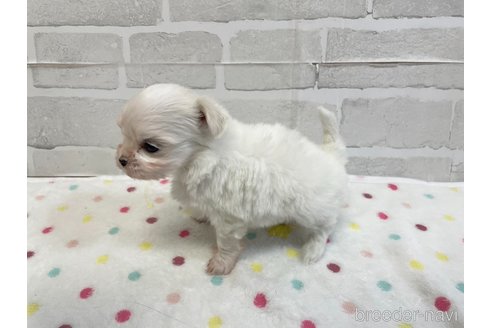 成約済の愛知県のマルチーズ-353748の9枚目