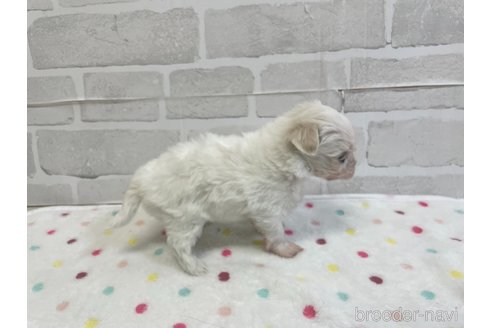 成約済の愛知県のマルチーズ-353748の8枚目