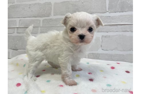 成約済の愛知県のマルチーズ-353748の14枚目