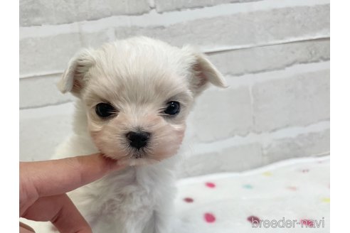 成約済の愛知県のマルチーズ-353748の10枚目