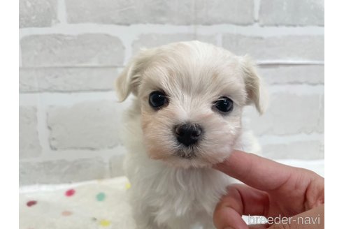 成約済の愛知県のマルチーズ-353750の11枚目