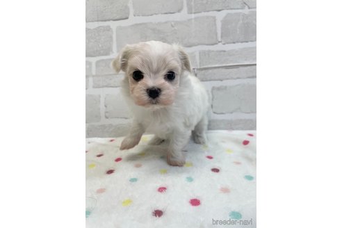 成約済の愛知県のマルチーズ-353750の12枚目