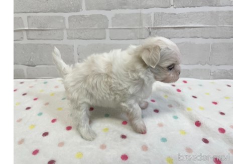 成約済の愛知県のマルチーズ-353750の13枚目