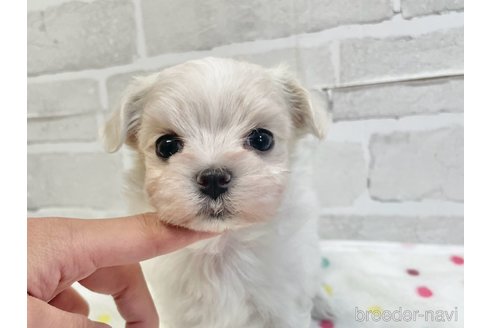 成約済の愛知県のマルチーズ-353750の15枚目