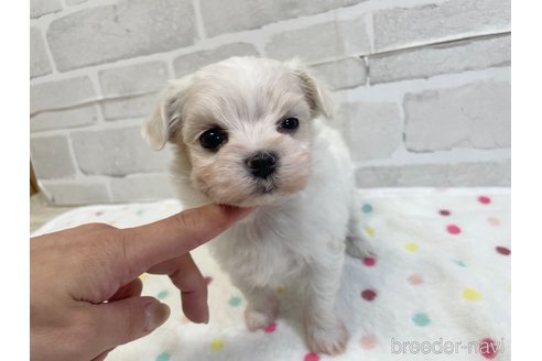 成約済の愛知県のマルチーズ-353750の10枚目