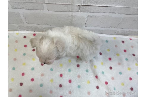 成約済の愛知県のマルチーズ-353750の9枚目