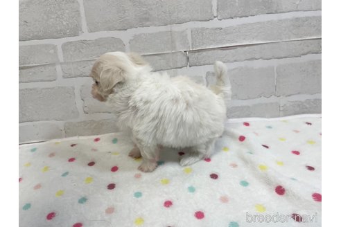 成約済の愛知県のマルチーズ-353750の8枚目