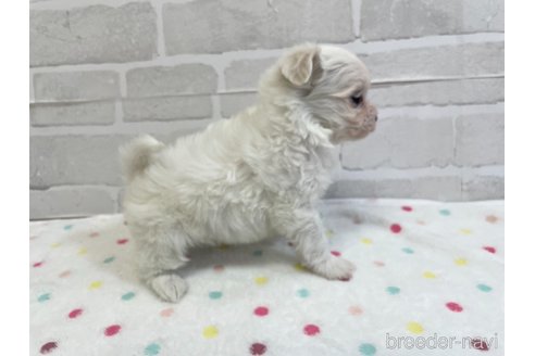 成約済の愛知県のマルチーズ-353751の5枚目