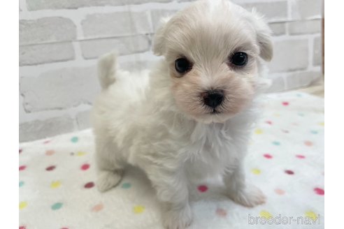 成約済の愛知県のマルチーズ-353751の6枚目