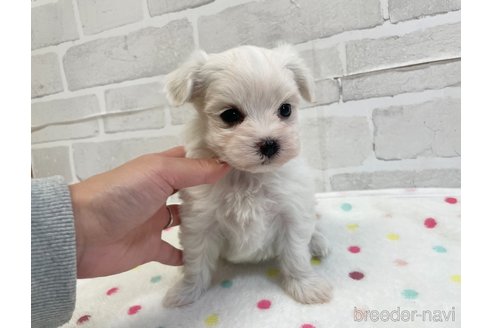 成約済の愛知県のマルチーズ-353751の7枚目