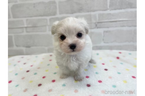 成約済の愛知県のマルチーズ-353751の10枚目