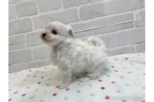 成約済の愛知県のマルチーズ-353751の8枚目