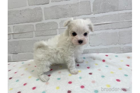 成約済の愛知県のマルチーズ-353751の9枚目