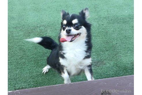 フジコちゃん1枚目