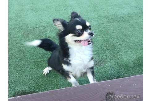 フジコちゃん1枚目