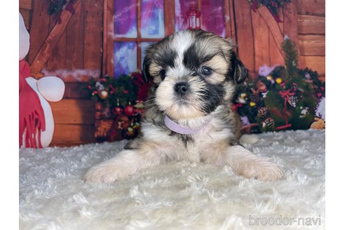 子犬
