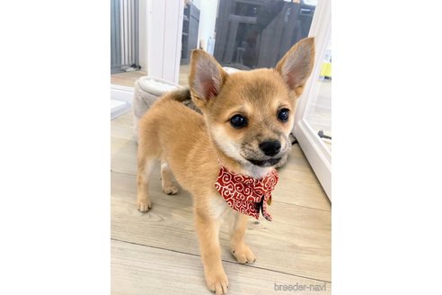 成約済の北海道のミックス犬-352452の1枚目