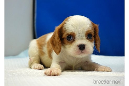 成約済の愛知県のキャバリアキングチャールズスパニエル-353774の10枚目